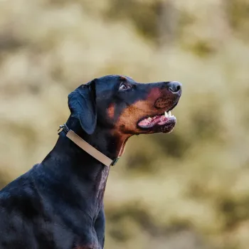 Sprenger Flexcover für 3,00mm & 3,25mm lang