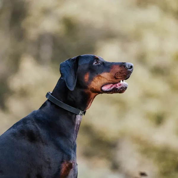 Sprenger Flexcover für 3,00mm & 3,25mm lang