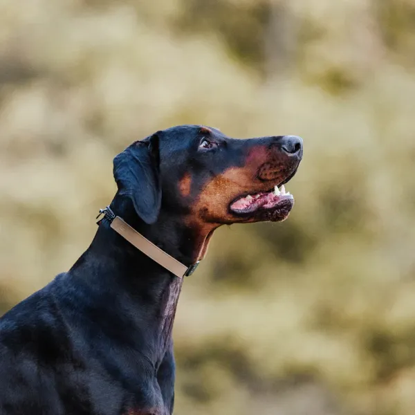 Sprenger Flexcover für 3,00mm & 3,25mm lang